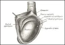 Pourquoi les testicules sont suspendus "hors"du corps ?