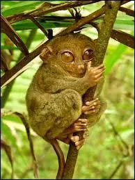 Quel est cet animal ?