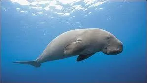 Quel est cet animal ?