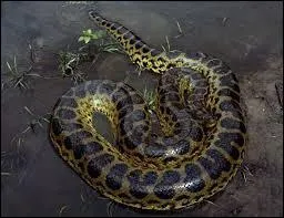 Quel est cet animal ?