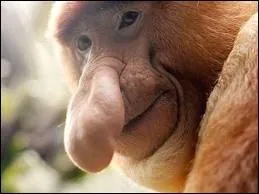 Quel est cet animal ?