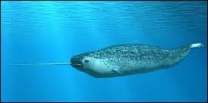 Quel est cet animal ?