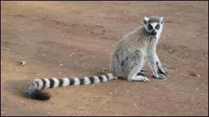 Quel est cet animal ?