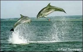 Quel est cet animal ?