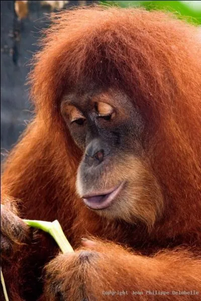 Quel est cet animal ?