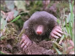 Laquelle de ces expressions existe ?