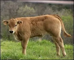 Si vous êtes malin, on peut vous comparer à un ...