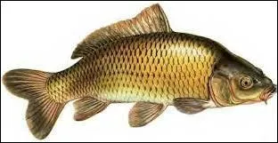 Si une personne ne parle pas, elle est muette comme ...