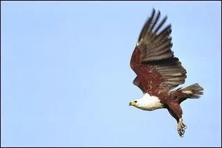 Si vous ne trouvez pas la réponse, ne criez pas au scandale !