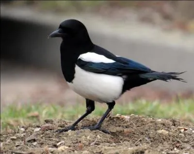 Mais trêve de parlottes, trouvez donc l'expression !