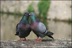 Voilà deux pigeons tourtereaux, mais en est-il vraiment ainsi ?