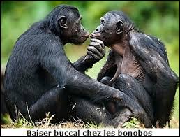 Quelles sont les pratiques des bonobos en matière de sexe ?