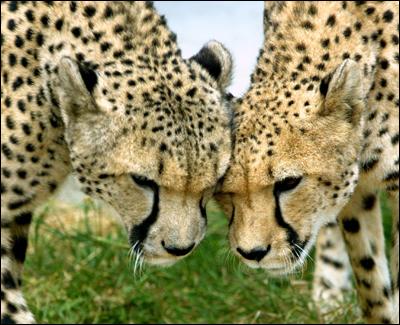 Ces deux léopards sont vraiment amoureux.