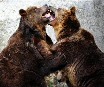Ce sont bien des ours bruns qui s'embrassent.