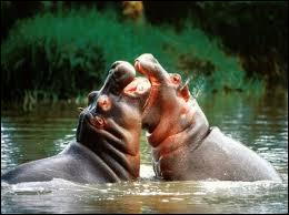 L'hippopotame amphibie est-il fréquentable, lors des amours ?