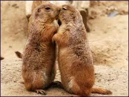 Il sont mignons ces... quoi donc ?