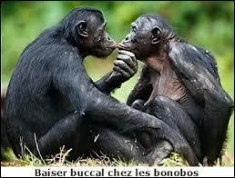 Quelles sont les pratiques des bonobos en matière de sexe ?