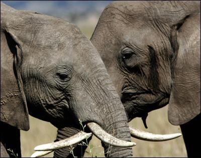 L'éléphant est-il très fidèle en amour ?