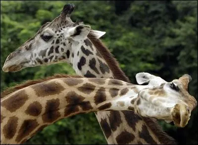 Qu'en est-il des amours de girafes ?