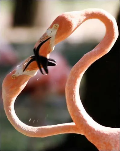 Comme je ne sais rien des amours des flamants roses, je vais vous demander pourquoi, ils sont de cette couleur ?