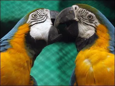 Quid des amours des perroquets ?