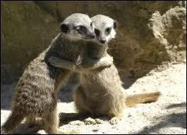 Quels sont ces animaux qui s'enlacent ?