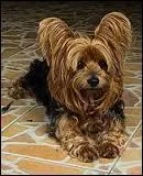 Comment s'appelle cette race ?