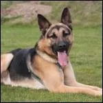 Comment s'appelle cette race ?