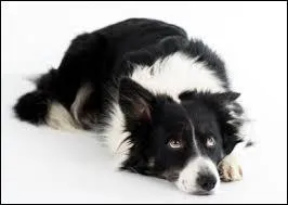 Comment s'appelle cette race ?