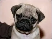 Comment s'appelle cette race ?