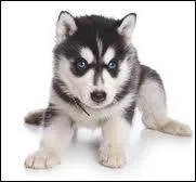 Comment s'appelle cette race ?