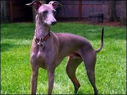 Comment s'appelle cette race ?