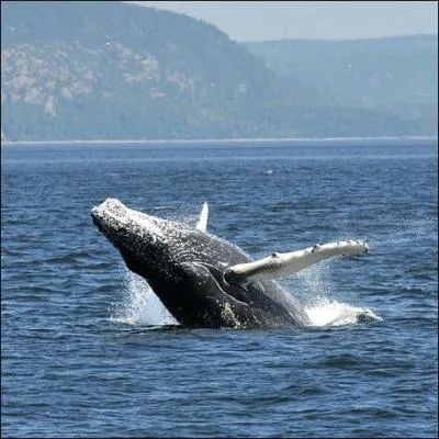 En 1949, cette Fédération a fait une enquête sur le vocabulaire de cette région. "Chômer du pain", "le nichouette" ou "le batte-feu" étaient des expressions utilisées. Le seul Parc Marin du Québec se trouve dans cette région.