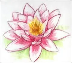 Combien de fleurs de lotus Percy a-t-il mangé ?