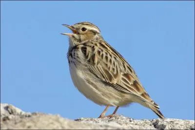Fin du poème : "J'écoute chanter près de moi la fauvette, et là-haut dans l'azur gazouiller ..."