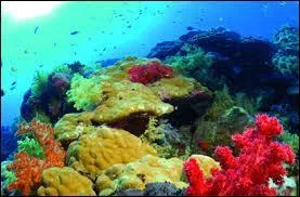 La Grande Barrière de corail est une merveille naturelle qui se situe en ...