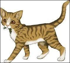 Je suis guérisseuse, mais je suis tombée amoureuse d'un guerrier d'un autre clan. Nous avons quitté nos clans ensemble, mais sommes revenus. Tout le monde savait mon histoire. Puis, comme si mon sort n'était pas assez élevé, j'ai mis bas de trois chatons. Qui suis-je ?