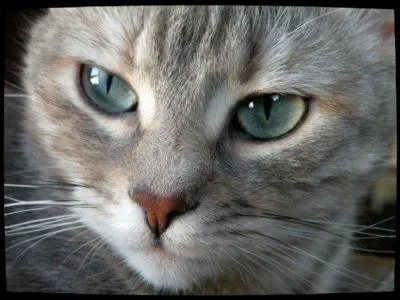 Je suis tombée amoureuse d'un guerrier du Clan du Tonnerre en le sauvant de la noyade. Étant la fille d'Étoile Balafrée, je n'aurais pas dû, je le sais. Je suis morte en donnant naissance à nos chatons.