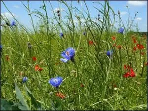 Tu viens de cueillir des bleuets en bordure des petites routes sinueuses de la campagne. Que cherchais-tu donc ?