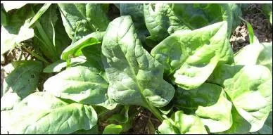 Tu rêves d'utiliser des épinards comme carburant pour ton véhicule, l'idée t'enchante. Que cherchais-tu le 24 juillet ?