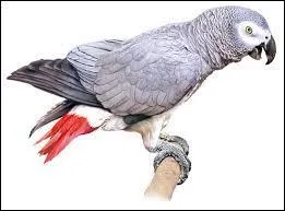 Un perroquet porte le nom de gris du... ?
