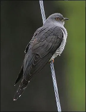 Quelle est la particularité du coucou gris ?