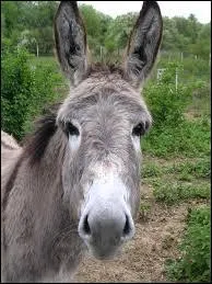 Le gris est souvent la couleur de l'âne, quelle auteure l'a popularisé dans un de ses romans ?