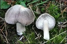 Enfin pour en terminer avec le petit-gris, c'est aussi un champignon, nommé également griset, comment est-il ?