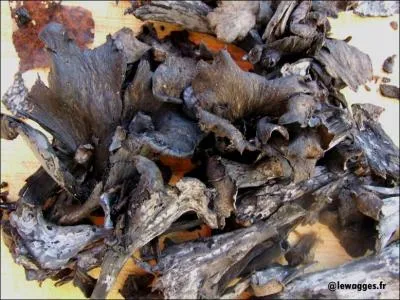 Que sont ces champignons ?