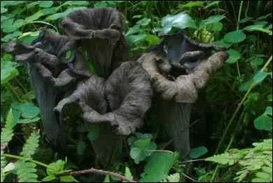 Que sont ces champignons ?