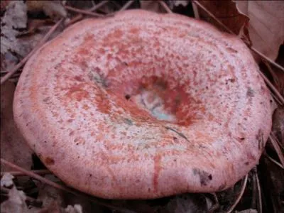 Le lactaire sanguin est-il comestible ?