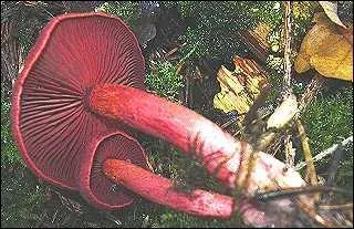 Le cortinaire sanguin est-il comestible ?