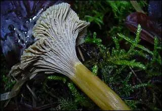 Quel est ce champignon ?