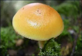 Quel est ce champignon dont les lamelles sont de couleur crème et qui porte un mince anneau ?